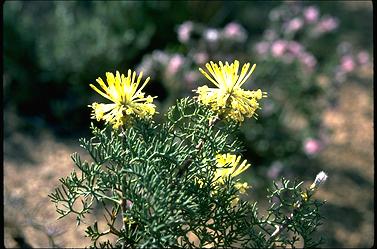 APII jpeg image of Petrophile divaricata  © contact APII