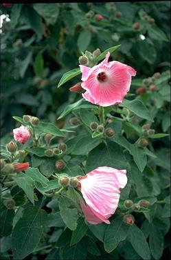 APII jpeg image of Hibiscus splendens  © contact APII