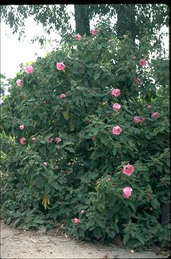 APII jpeg image of Hibiscus splendens  © contact APII