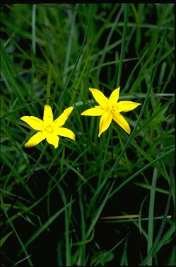 APII jpeg image of Hypoxis hygrometrica  © contact APII