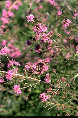 APII jpeg image of Kunzea opposita  © contact APII