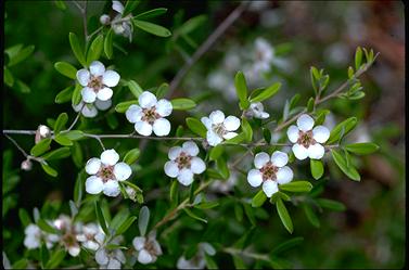 APII jpeg image of Leptospermum deuense  © contact APII