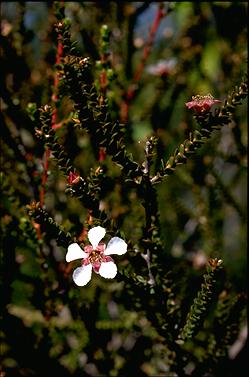 APII jpeg image of Leptospermum epacridoideum  © contact APII