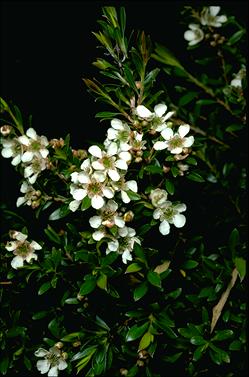 APII jpeg image of Leptospermum wooroonooran  © contact APII