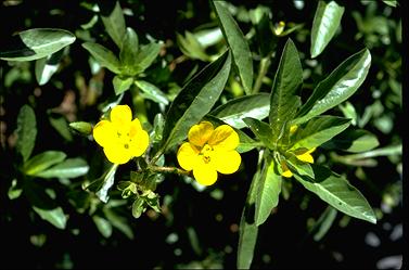 APII jpeg image of Ludwigia peploides  © contact APII