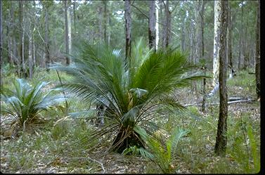 APII jpeg image of Macrozamia communis  © contact APII