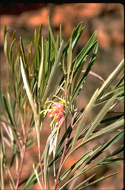 APII jpeg image of Grevillea refracta subsp. refracta  © contact APII