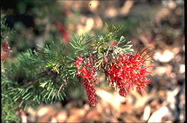 APII jpeg image of Grevillea thelemannianna subsp. thelemannianna  © contact APII