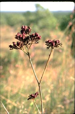 APII jpeg image of Haemodorum coccineum  © contact APII