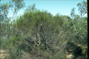 APII jpeg image of Hakea platysperma  © contact APII