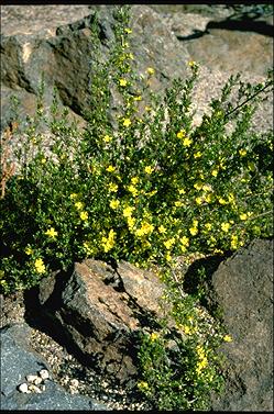 APII jpeg image of Hibbertia riparia  © contact APII