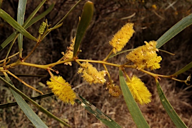 APII jpeg image of Acacia ancistrocarpa  © contact APII