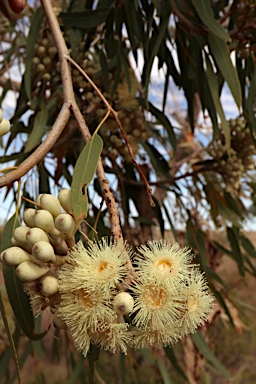 APII jpeg image of Corymbia terminalis  © contact APII