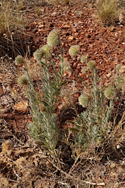 APII jpeg image of Ptilotus clementii  © contact APII