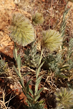 APII jpeg image of Ptilotus clementii  © contact APII