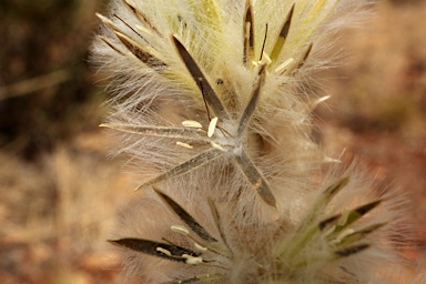 APII jpeg image of Ptilotus clementii  © contact APII