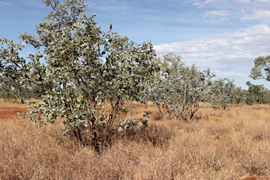 APII jpeg image of Eucalyptus gamophylla  © contact APII