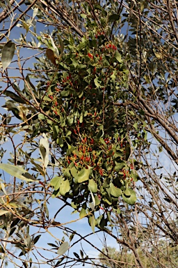 APII jpeg image of Lysiana spathulata subsp. parvifolia  © contact APII