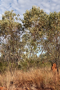 APII jpeg image of Acacia colei var. colei  © contact APII