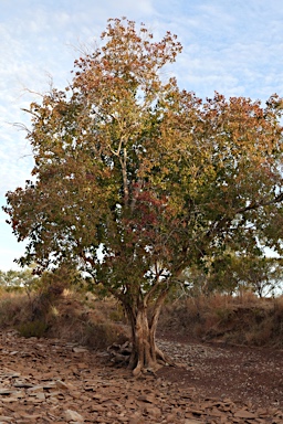 APII jpeg image of Terminalia ?  © contact APII