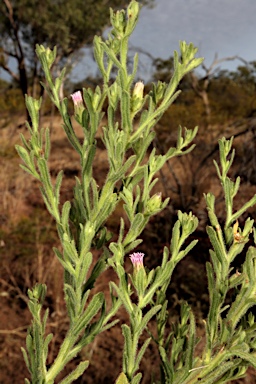 APII jpeg image of Streptoglossa odora  © contact APII