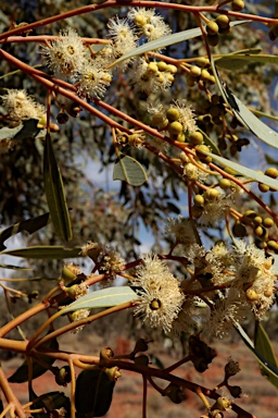 APII jpeg image of Eucalyptus leucophloia  © contact APII