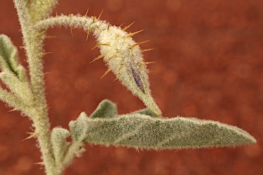 APII jpeg image of Solanum succosum  © contact APII