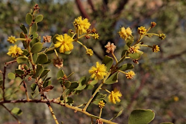 APII jpeg image of Acacia monticola  © contact APII