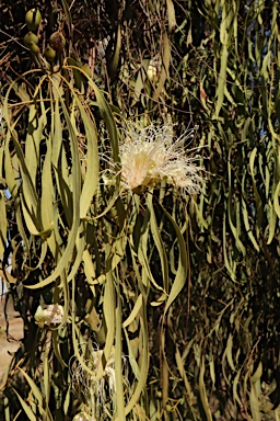 APII jpeg image of Capparis umbonata  © contact APII