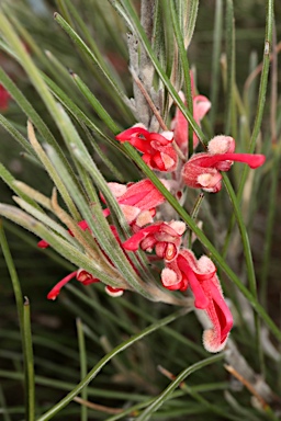 APII jpeg image of Grevillea pityophylla  © contact APII