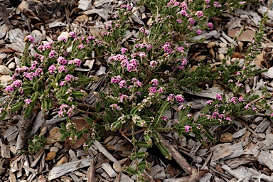 APII jpeg image of Thryptomene baeckeacea  © contact APII