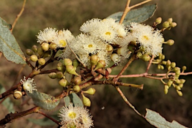 APII jpeg image of Eucalyptus cuprea  © contact APII