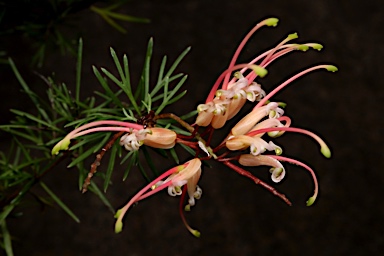 APII jpeg image of Grevillea 'Mallee Dawn'  © contact APII