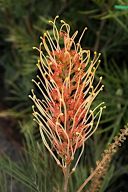 APII jpeg image of Grevillea 'Little Honey'  © contact APII