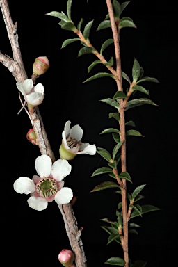 APII jpeg image of Leptospermum squarrosum  © contact APII