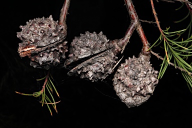 APII jpeg image of Hakea propinqua  © contact APII