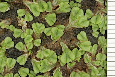 APII jpeg image of Riccia deserticola  © contact APII