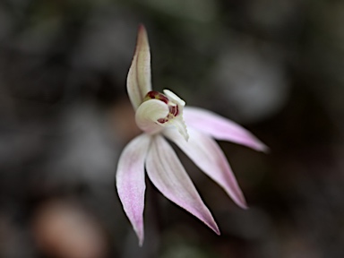 APII jpeg image of Caladenia fuscata  © contact APII