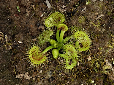 APII jpeg image of Drosera hookeri  © contact APII