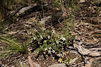 APII jpeg image of Rhytidosporum procumbens  © contact APII