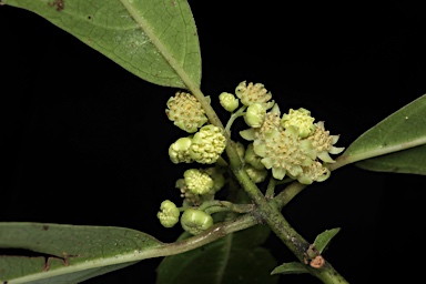 APII jpeg image of Hedycarya angustifolia  © contact APII