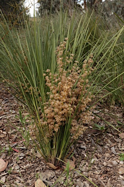 APII jpeg image of Lomandra multiflora  © contact APII