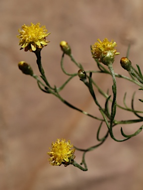 APII jpeg image of Hyalosperma glutinosum subsp. glutinosum  © contact APII