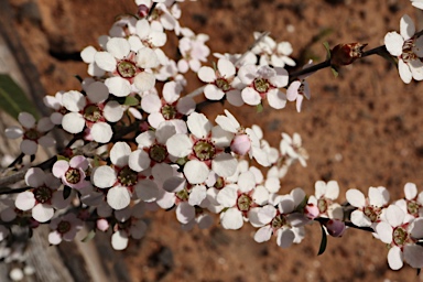 APII jpeg image of Leptospermum multicaule  © contact APII