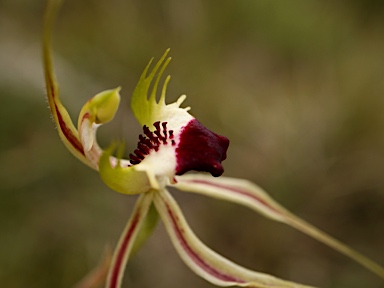 APII jpeg image of Caladenia atrovespa  © contact APII