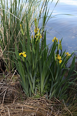 APII jpeg image of Iris pseudacorus  © contact APII