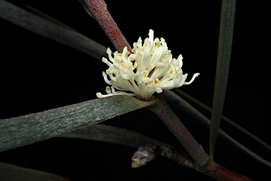 APII jpeg image of Hakea aenigma  © contact APII