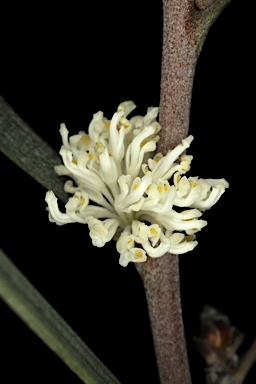 APII jpeg image of Hakea aenigma  © contact APII