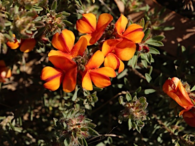 APII jpeg image of Pultenaea subspicata  © contact APII