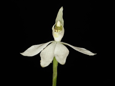 APII jpeg image of Caladenia fuscata  © contact APII